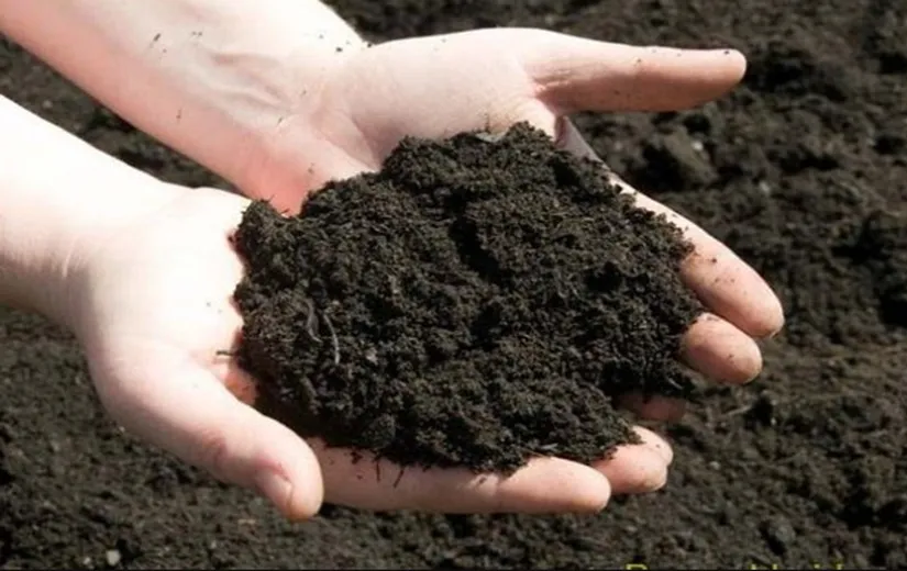 Giá thể trồng cây Kim Tiền tơi xốp, giàu dinh dưỡng và thoát nước tốt