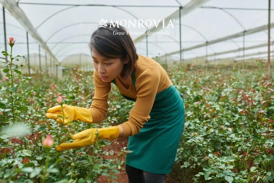 Giá thể trồng hoa hồng cần có độ thông thoáng và khả năng thoát nước tốt