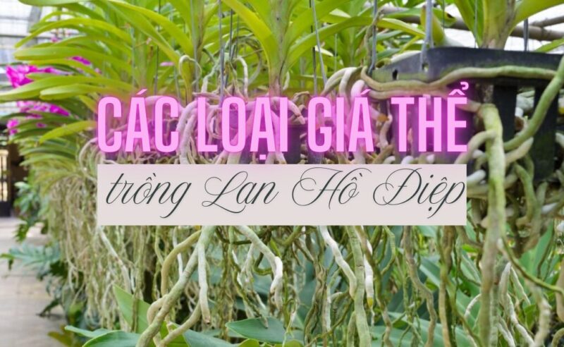 Cách Trồng Lại Hoa Lan Hồ Điệp Đạt Hiệu Quả Cao Nhất