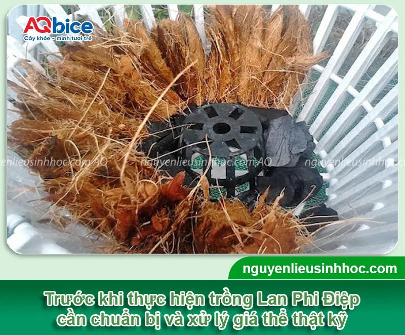 Giá thể trồng lan Phi Điệp cần được xử lý sạch sẽ trước khi trồng để đảm bảo cây phát triển khỏe mạnh