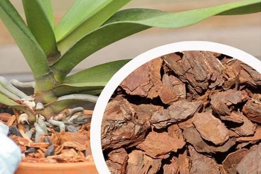 Giá thể trồng lan vũ nữ, hỗn hợp vỏ thông và dớn cần độ tơi xốp, cách chăm sóc lan vũ nữ