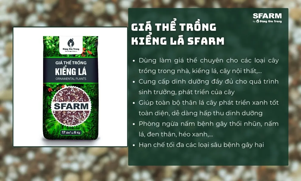 Giá thể trồng lưỡi hổ cần đảm bảo độ tơi xốp, giàu mùn hữu cơ và thoát nước nhanh.