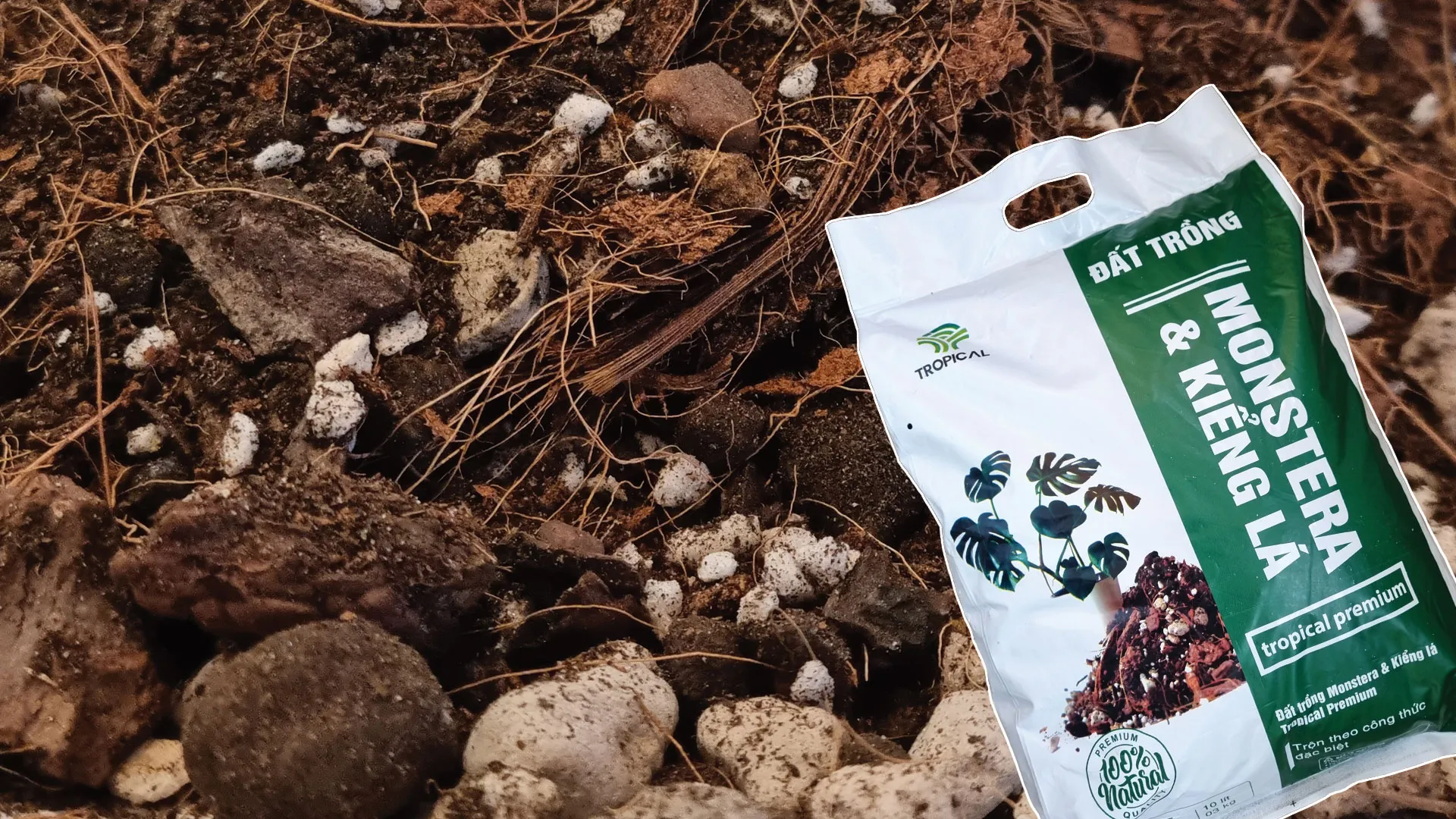 Giá thể trồng monstera kiểng lá và cây nội thất