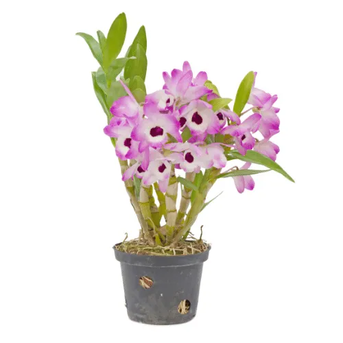 Giá thể vỏ thông và rêu dớn vụn phù hợp cho lan dendro