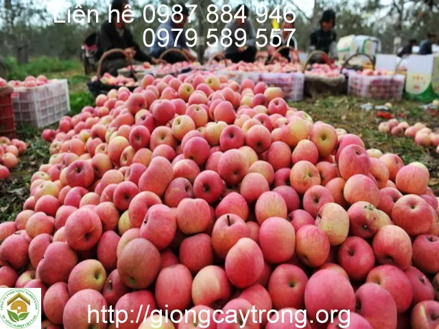 Giá trị dinh dưỡng của quả táo tây đỏ, chi tiết cách trồng cây táo tây