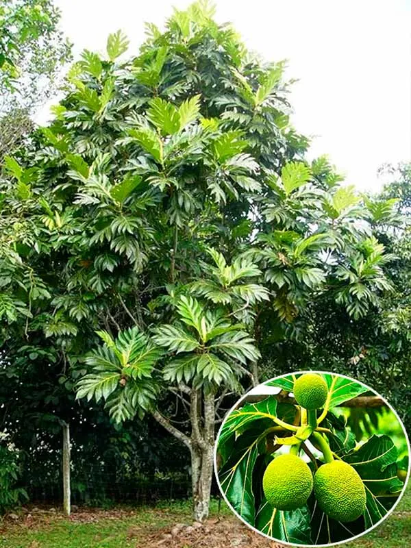 Giá trị dinh dưỡng và công dụng làm cảnh của cây sa kê trong vườn nhà