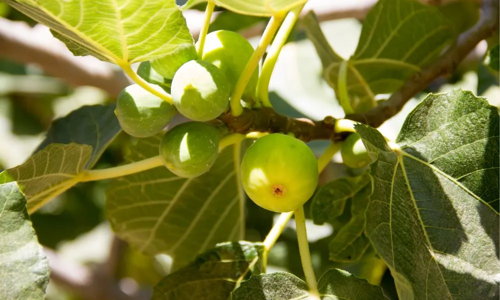 Giải đáp các câu hỏi thường gặp về cách trồng cây sung cảnh, giá cả và phong thủy