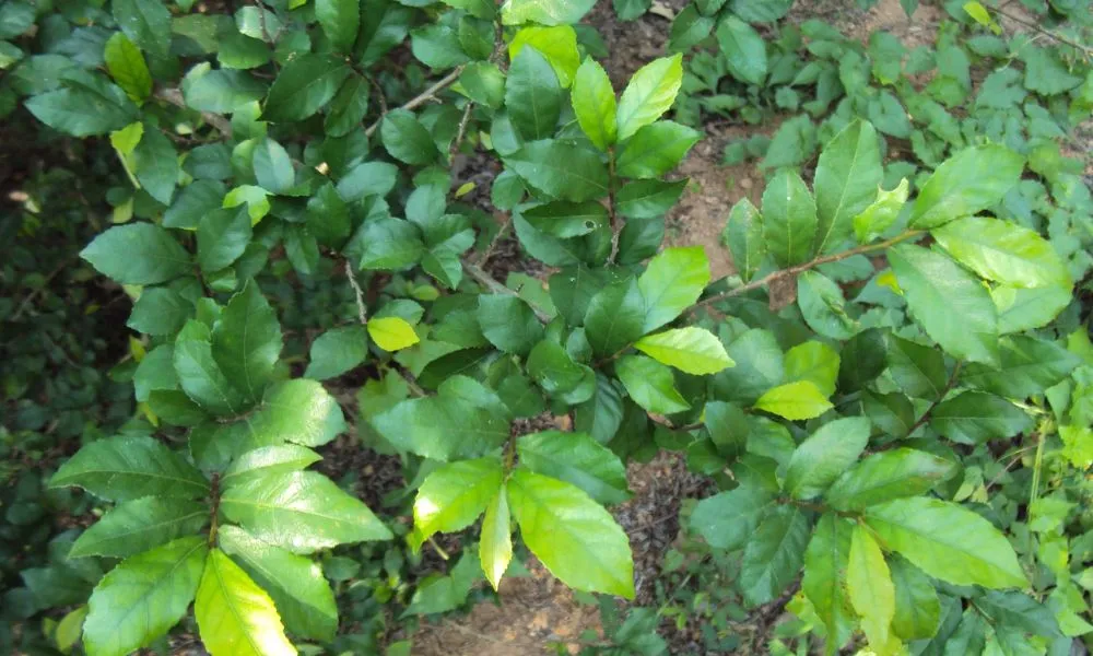 Giải đáp câu hỏi thường gặp về cách chăm sóc cây duối cảnh và phong thủy