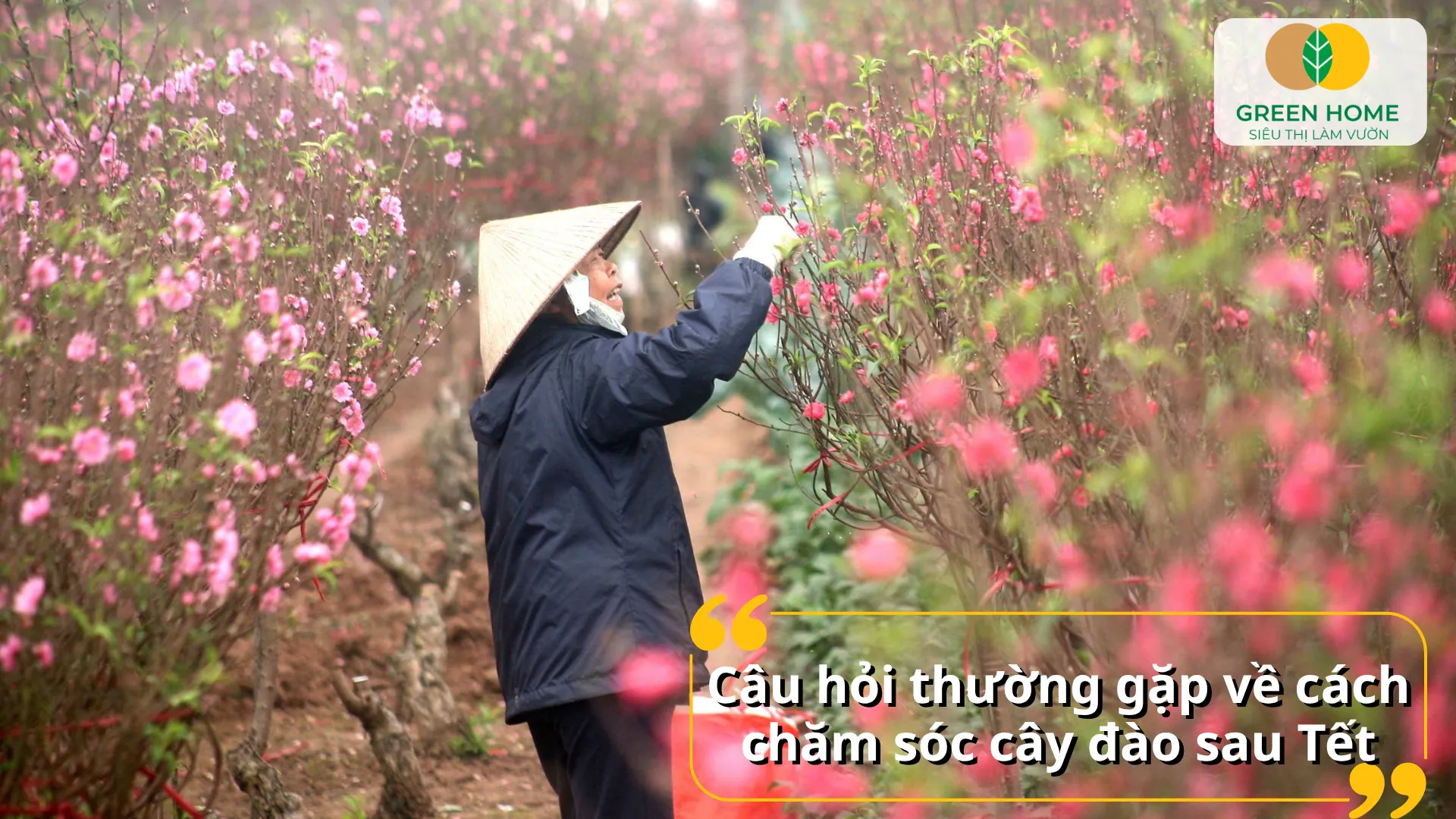 Giải đáp những thắc mắc phổ biến về cách chăm sóc cây đào sau Tết cùng GreenHome