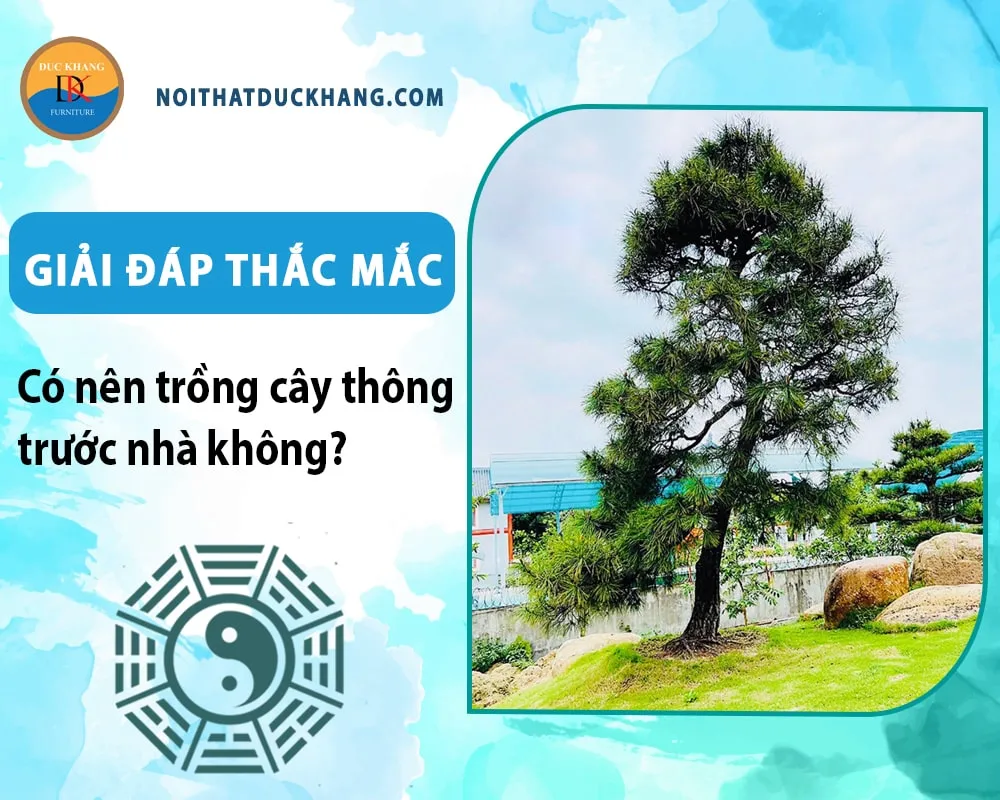 Giải đáp thắc mắc: Có nên trồng cây thông trước nhà không?