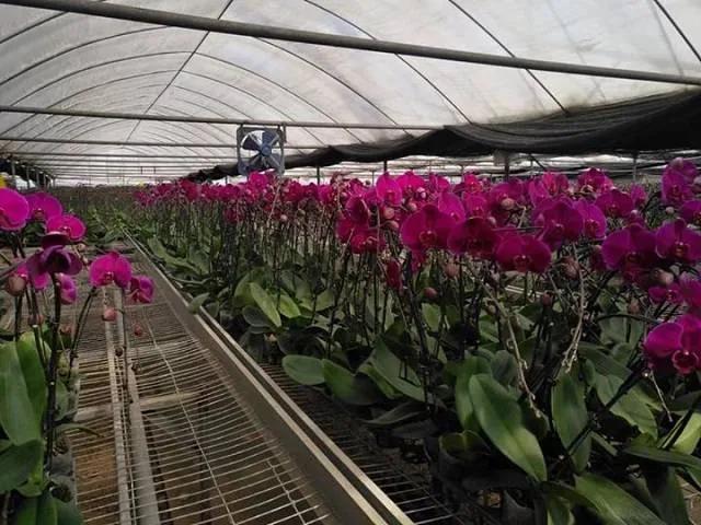 Giai đoạn cây đang ra hoa nên hạn chế phun thuốc trừ sâu hóa học