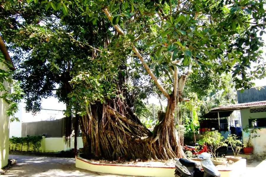 Giải thích về bộ rễ mạnh và tầng ý nghĩa tôn nghiêm khiến cây si tự nhiên không phù hợp trồng trước cửa