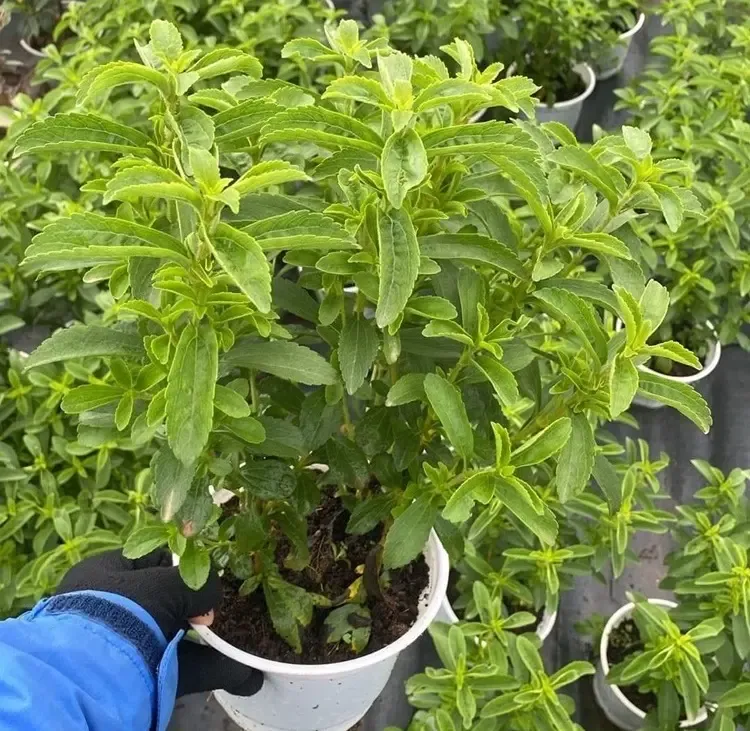 Giâm cành cỏ ngọt