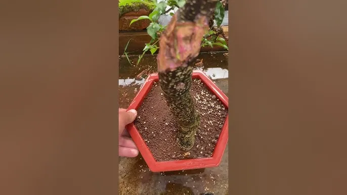 Giâm cành hồng ngọc mai vào bầu đất