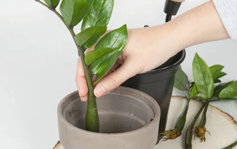 Giâm cành Kim Tiền đã ngâm kích rễ vào chậu đất