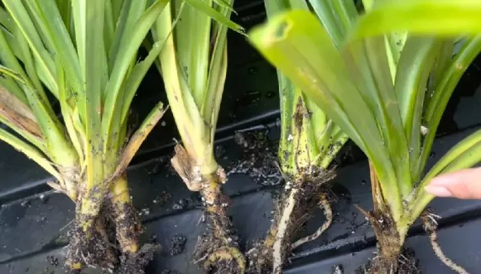 Giâm cành lá dứa