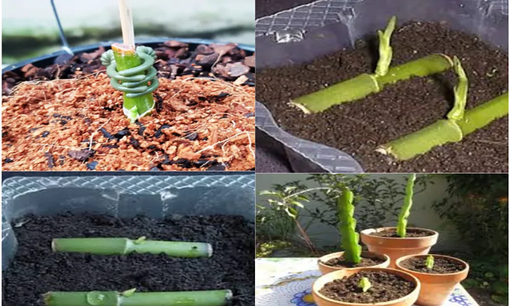 Giâm cành là phương pháp nhân giống lan tiêu phổ biến với tỉ lệ sống cao