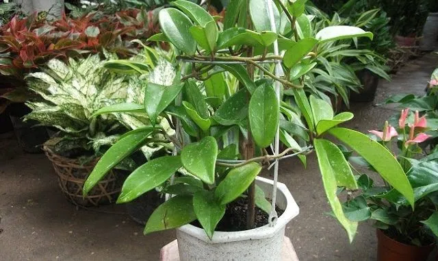 Giâm cành Lan Cẩm Cù vào giá thể