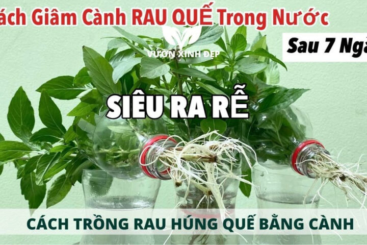 Cách Trồng Cây Húng Chanh Toàn Diện: Hướng Dẫn Chi Tiết Từ A Đến Z