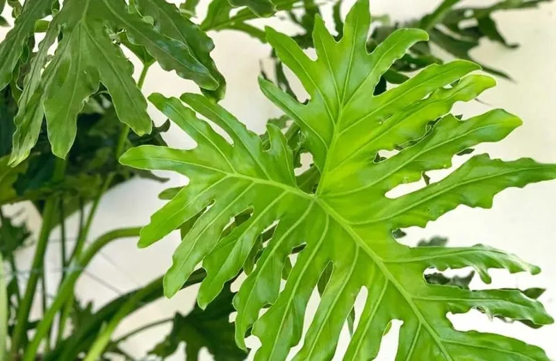 Giâm cành và chăm sóc cây trầu bà thanh xuân