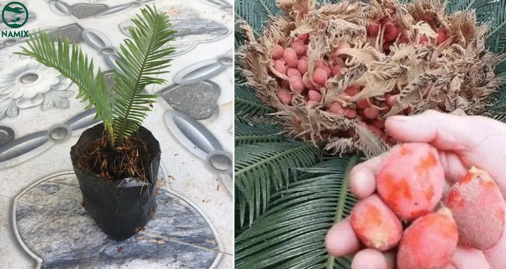 Giâm củ là một trong những cách trồng cây Vạn Tuế phổ biến và hiệu quả