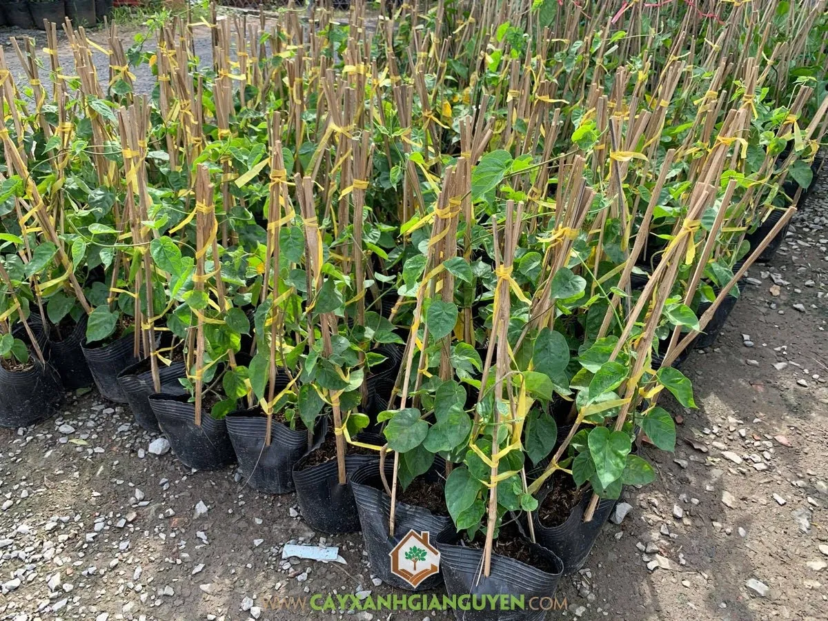 Giàn cây hoa thiên lý đang được tưới nước và chăm sóc tỉ mỉ