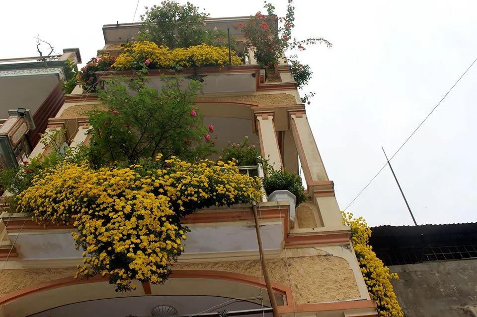 Giàn cúc chi rủ xum xuê được treo trên ban công, minh họa cách trồng và chăm sóc hoa cúc rủ.