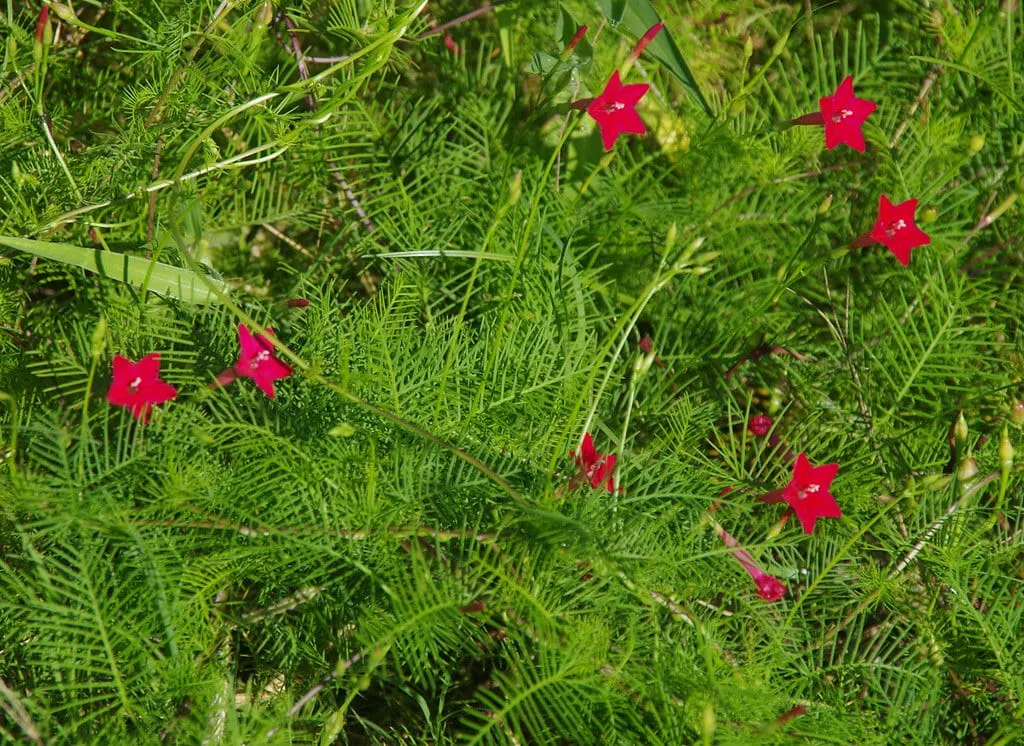 Giàn hoa tóc tiên leo nở rộ với màu sắc rực rỡ, thành quả của cách trồng hoa tóc tiên leo thành công