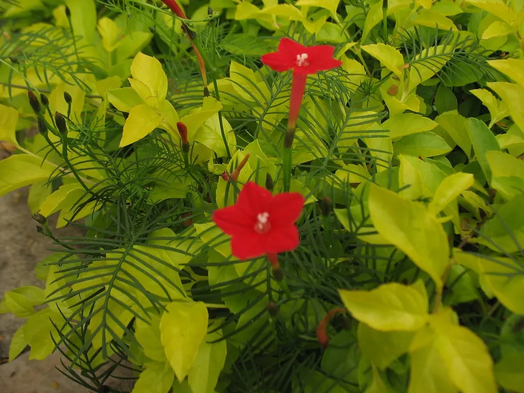 Giàn hoa tóc tiên leo xanh mướt và những bông hoa nhỏ xinh đang nở rộ trong ánh nắng