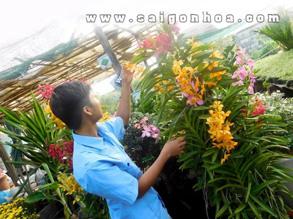 Giàn lan Mokara gốc ghép tại vườn đang phát triển xanh tốt, minh họa cách chăm sóc lan ra hoa đúng Tết