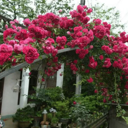 Giàn tầm xuân được tạo hình hoàn hảo giúp tối ưu khả năng leo và độ rực rỡ của hoa