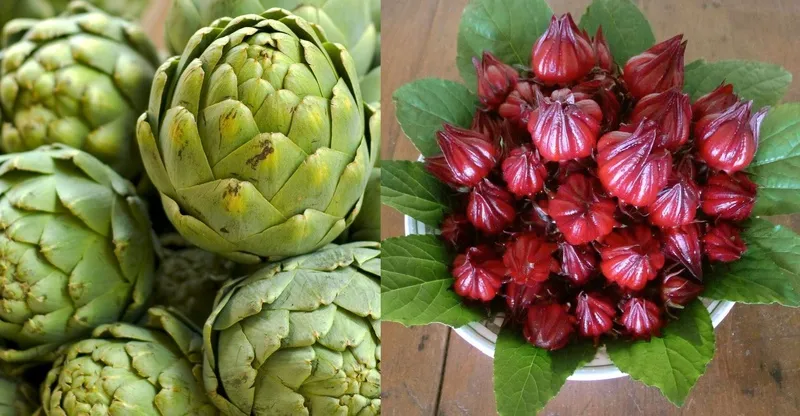 Gieo hạt atiso đỏ trong bầu đất