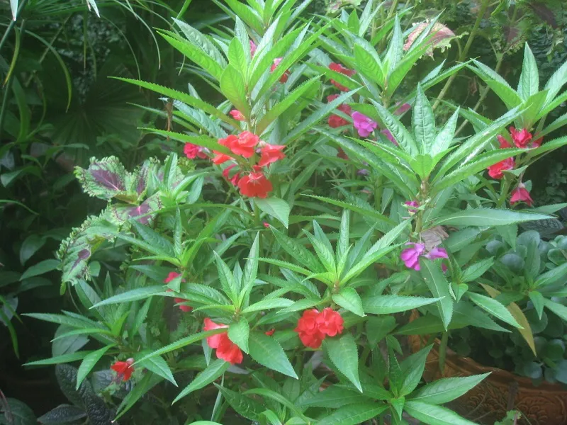 Gieo hạt bóng nước trực tiếp lên bề mặt đất sau đó rải thêm một lớp đất mỏng phía trên