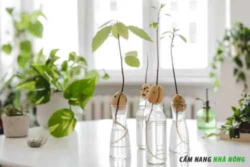 Gieo hạt giống bơ, kỹ thuật ươm hạt bơ bằng tăm và cốc nước