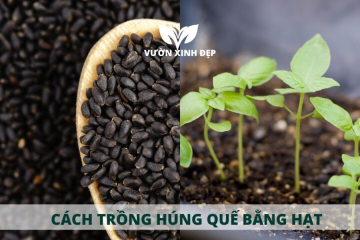 Cách Trồng Và Chăm Sóc Cây Húng Quế Toàn Diện Từ A Đến Z