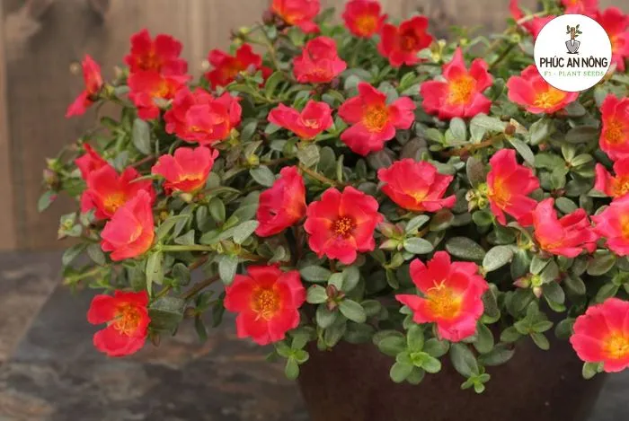 Gieo hạt hoa mười giờ để có nhiều màu sắc, liên quan đến cách chăm sóc cây mười giờ con.