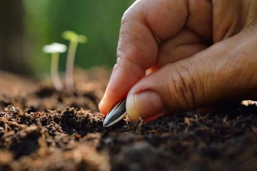 Gieo hạt hướng dương trực tiếp xuống đất vườn đã được làm sạch