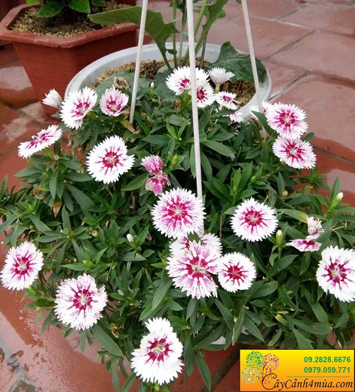 Giỏ hoa cẩm chướng trắng rực rỡ trang trí ban công