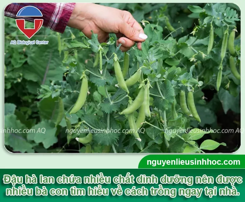 Giới thiệu chung và các bước chuẩn bị trước khi trồng cây đậu Hà Lan