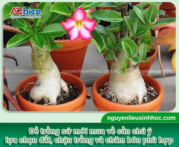 Cách Chăm Sóc Cây Sứ Thái Để Cây Ra Hoa Khỏe Mạnh Và Đúng Kỹ Thuật