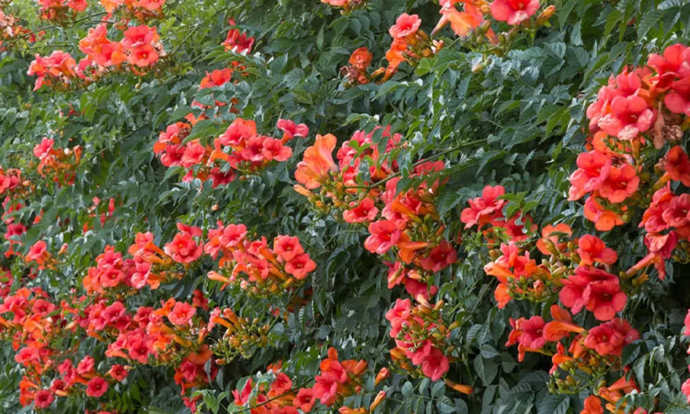 Giới thiệu tổng quan về hoa đăng tiêu: hình dáng và màu sắc