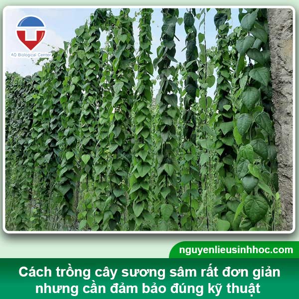 Cách Trồng Cây Sương Sâm Trong Chậu Đạt Năng Suất Cao Nhất