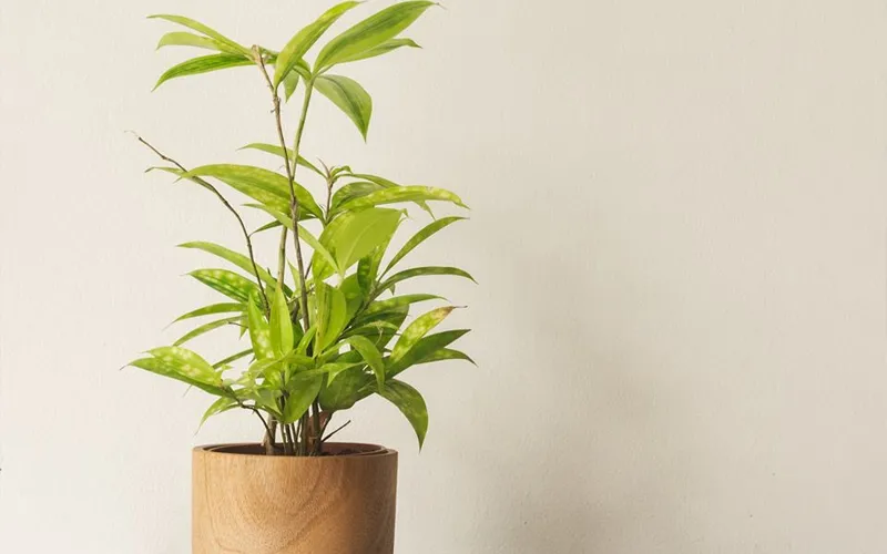 Giới thiệu về cây Trúc Nhật có lá xanh và lá đốm