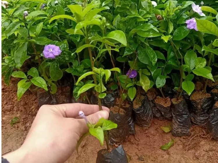 Giống cây hoa nhài nhật chất lượng cao, khỏe mạnh và không sâu bệnh