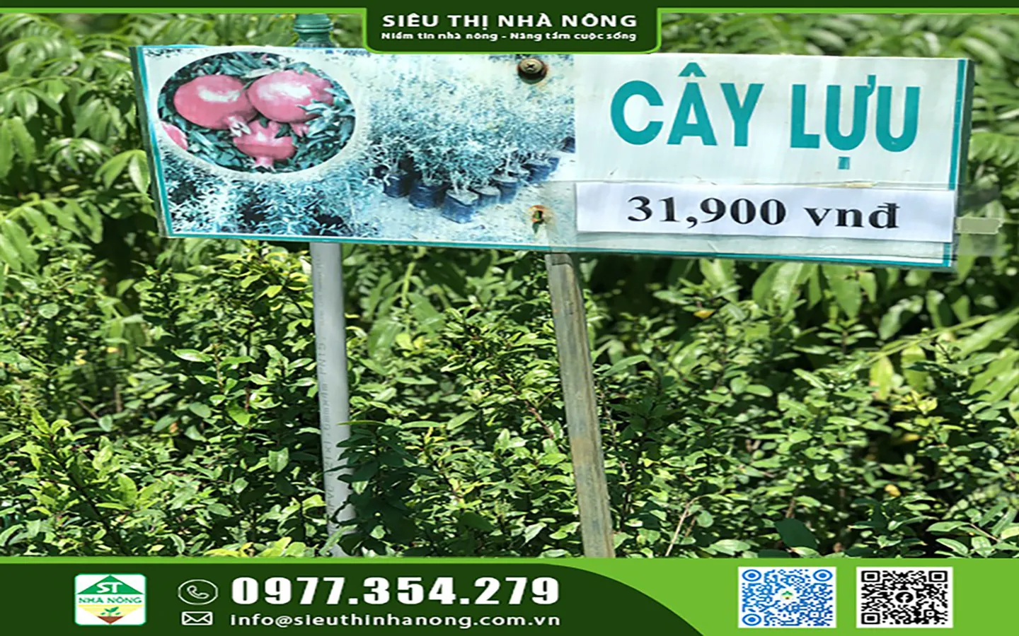 Giống cây lựu thái con sẵn sàng để trồng với rễ khỏe