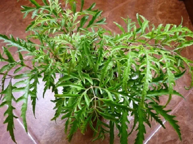 Giống đinh lăng nếp lá nhỏ