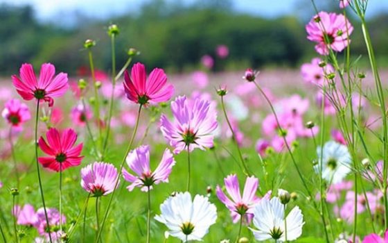 Cách Trồng Và Chăm Sóc Cây Hoa Dẻ: Từ Chọn Giống Đến Ra Hoa Bền Vững