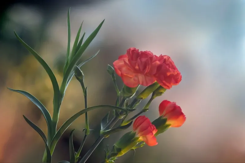 Giống hoa phăng đơn và cách trồng