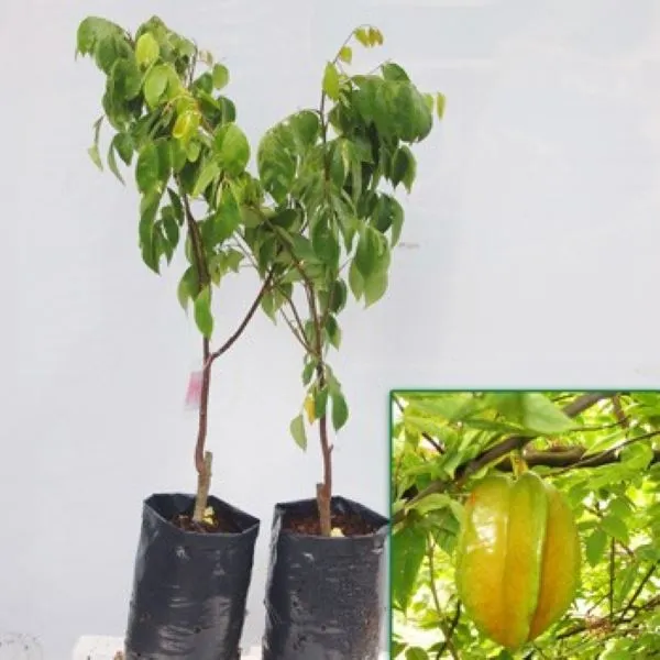 Giống khế trồng năng suất cao