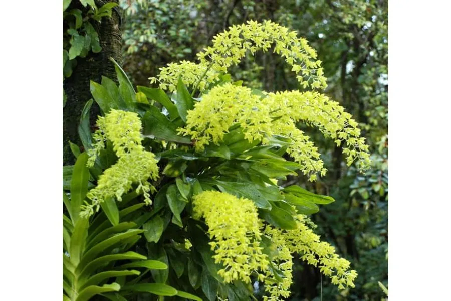 Giống lan vũ nữ hoàng hậu với chùm hoa vàng rực rỡ, cách trồng và chăm sóc hoa lan vũ nữ